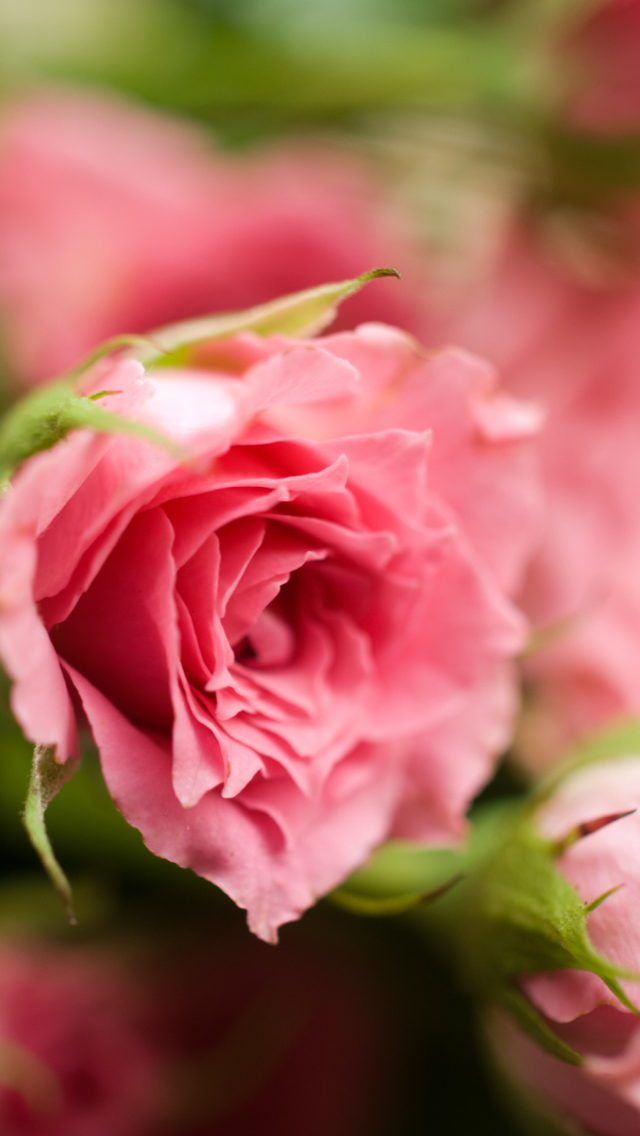 Обои Delicate Pink Rose 640x1136