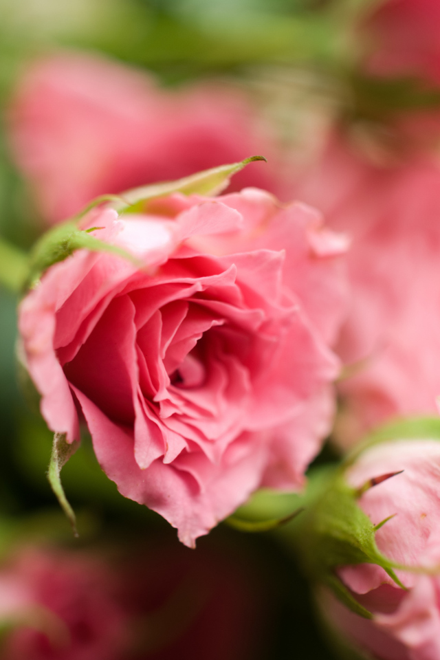 Fondo de pantalla Delicate Pink Rose 640x960