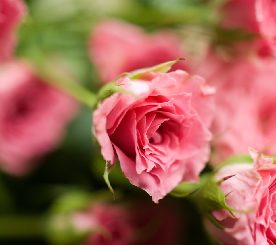 Обои Delicate Pink Rose 960x854