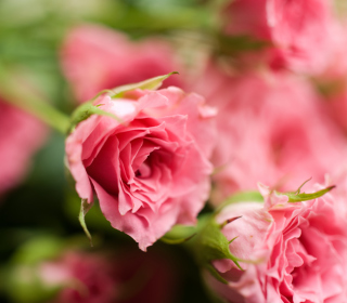 Delicate Pink Rose - Obrázkek zdarma pro iPad mini
