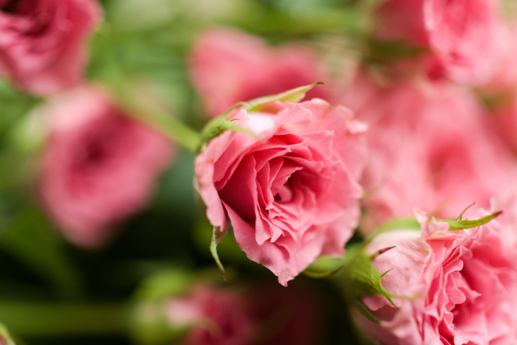 Fondo de pantalla Delicate Pink Rose