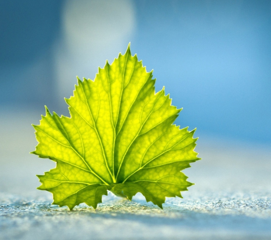 Sfondi Leaf On Ground 1080x960