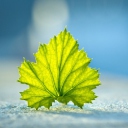 Leaf On Ground wallpaper 128x128