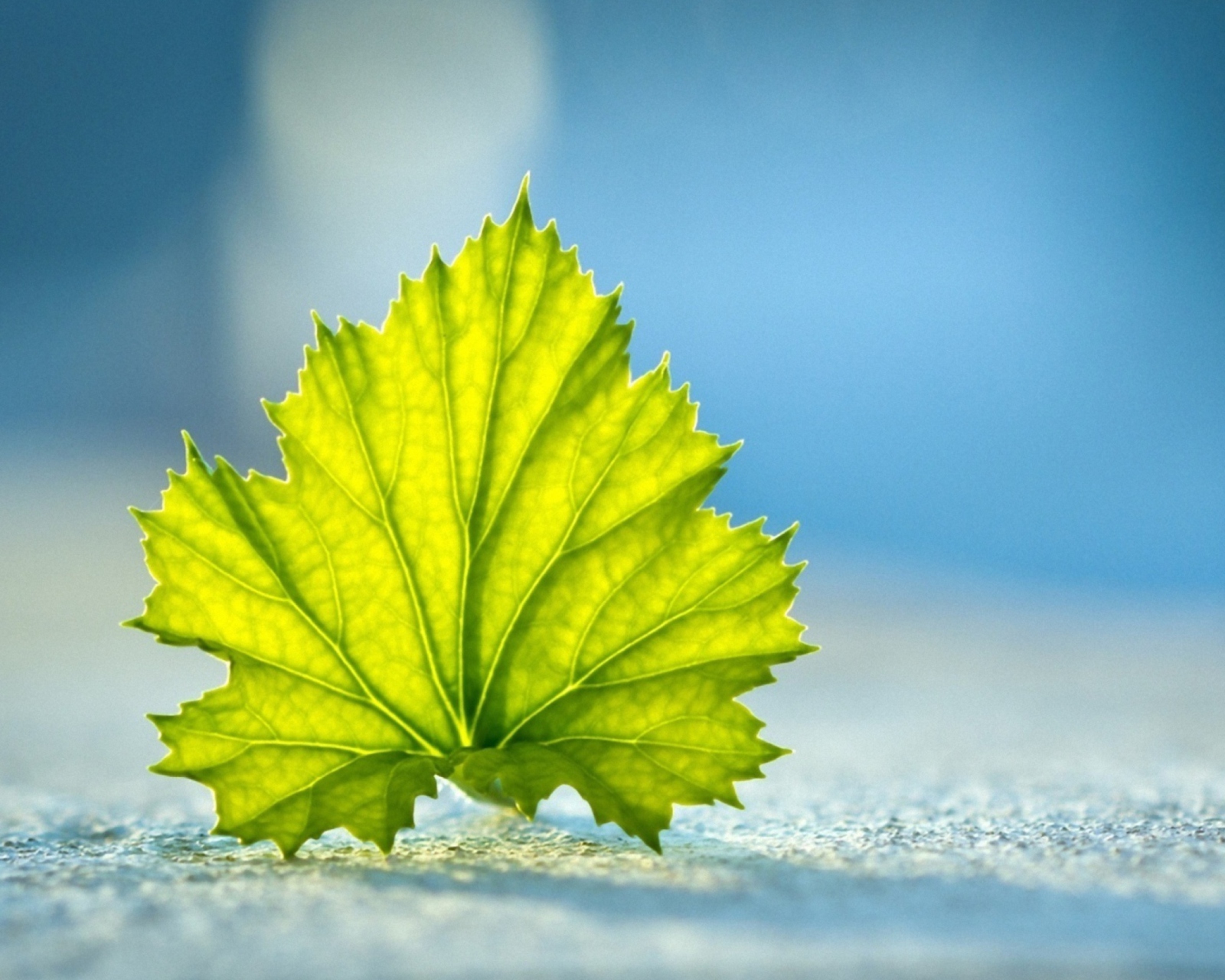 Sfondi Leaf On Ground 1600x1280