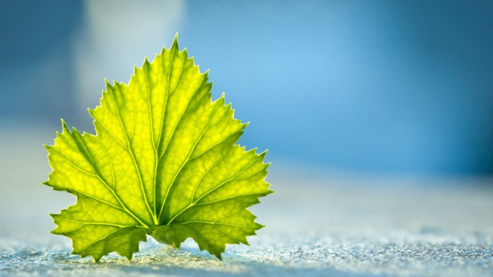 Das Leaf On Ground Wallpaper 1600x900