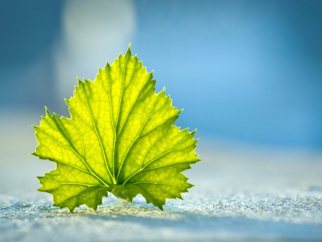 Leaf On Ground screenshot #1 640x480