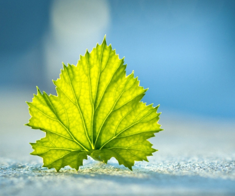 Sfondi Leaf On Ground 960x800