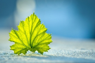 Leaf On Ground Wallpaper for Android, iPhone and iPad