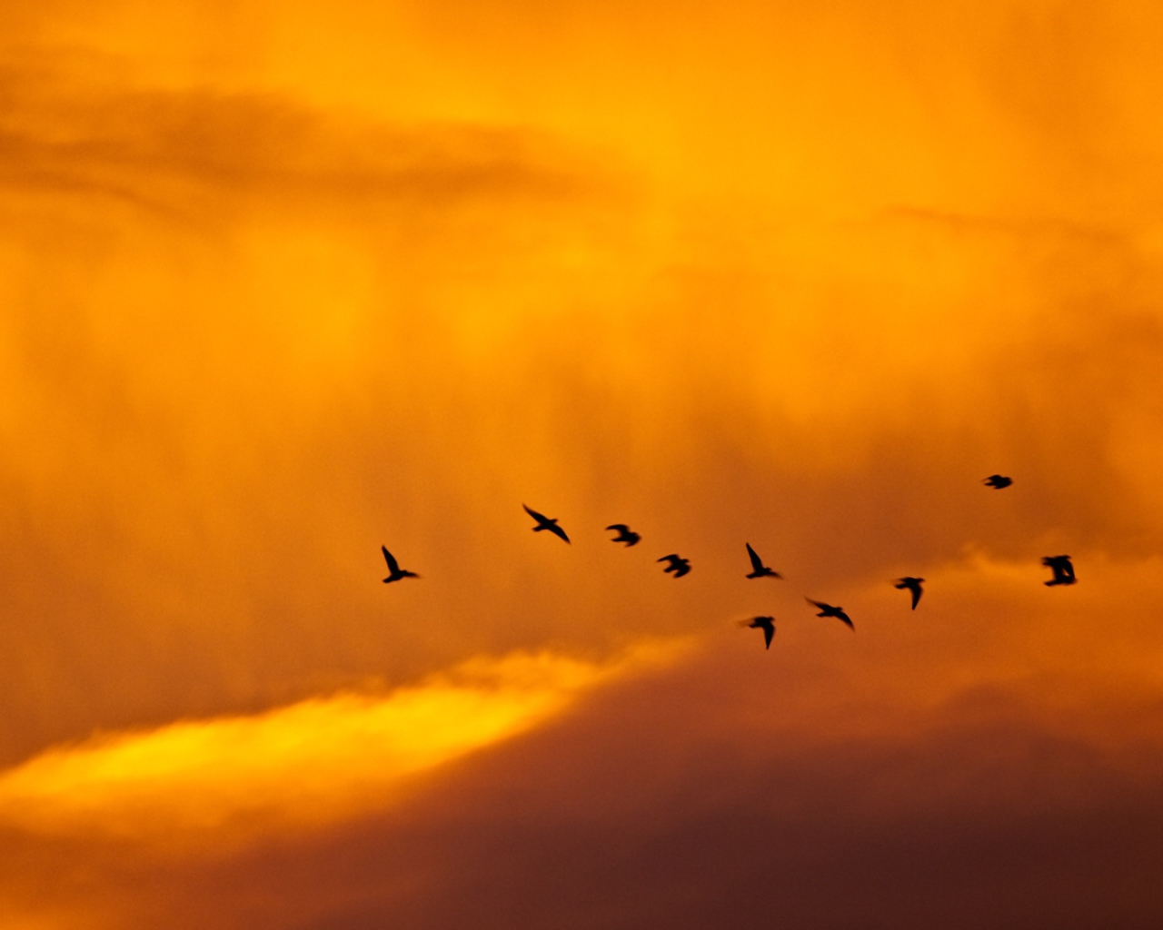 Das Orange Sky And Birds Wallpaper 1280x1024