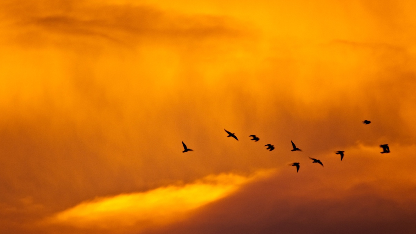 Sfondi Orange Sky And Birds 1366x768
