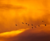Обои Orange Sky And Birds 176x144