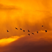 Orange Sky And Birds screenshot #1 208x208