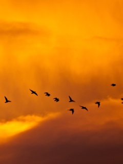 Das Orange Sky And Birds Wallpaper 240x320