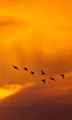 Das Orange Sky And Birds Wallpaper 240x400