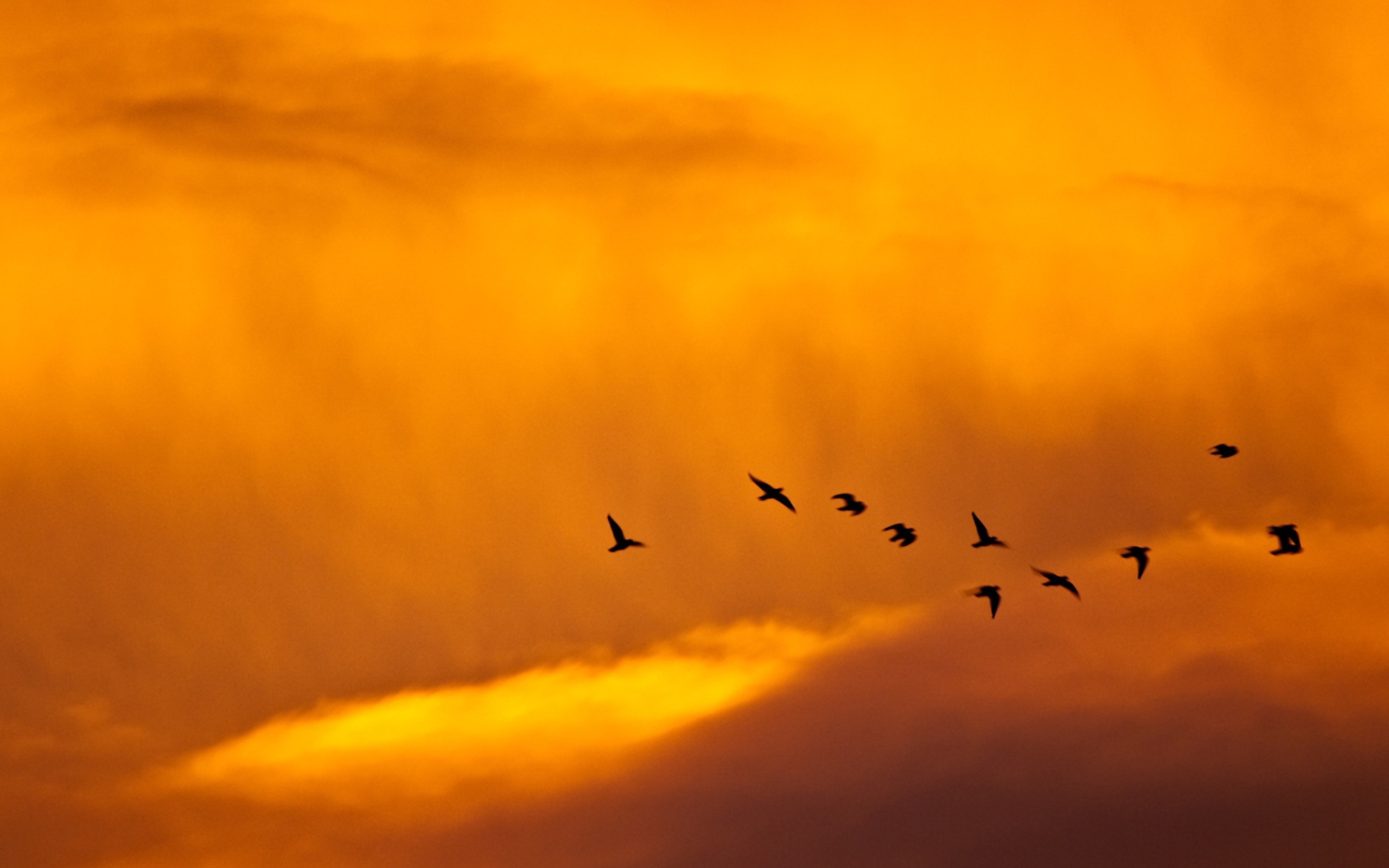 Sfondi Orange Sky And Birds 2560x1600
