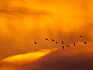 Das Orange Sky And Birds Wallpaper 320x240