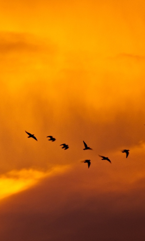 Sfondi Orange Sky And Birds 480x800