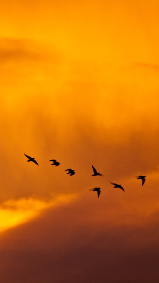 Das Orange Sky And Birds Wallpaper 640x1136