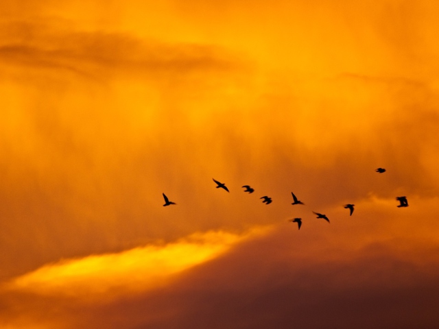 Das Orange Sky And Birds Wallpaper 640x480