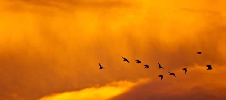 Sfondi Orange Sky And Birds 720x320