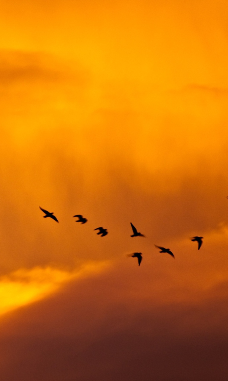 Orange Sky And Birds screenshot #1 768x1280