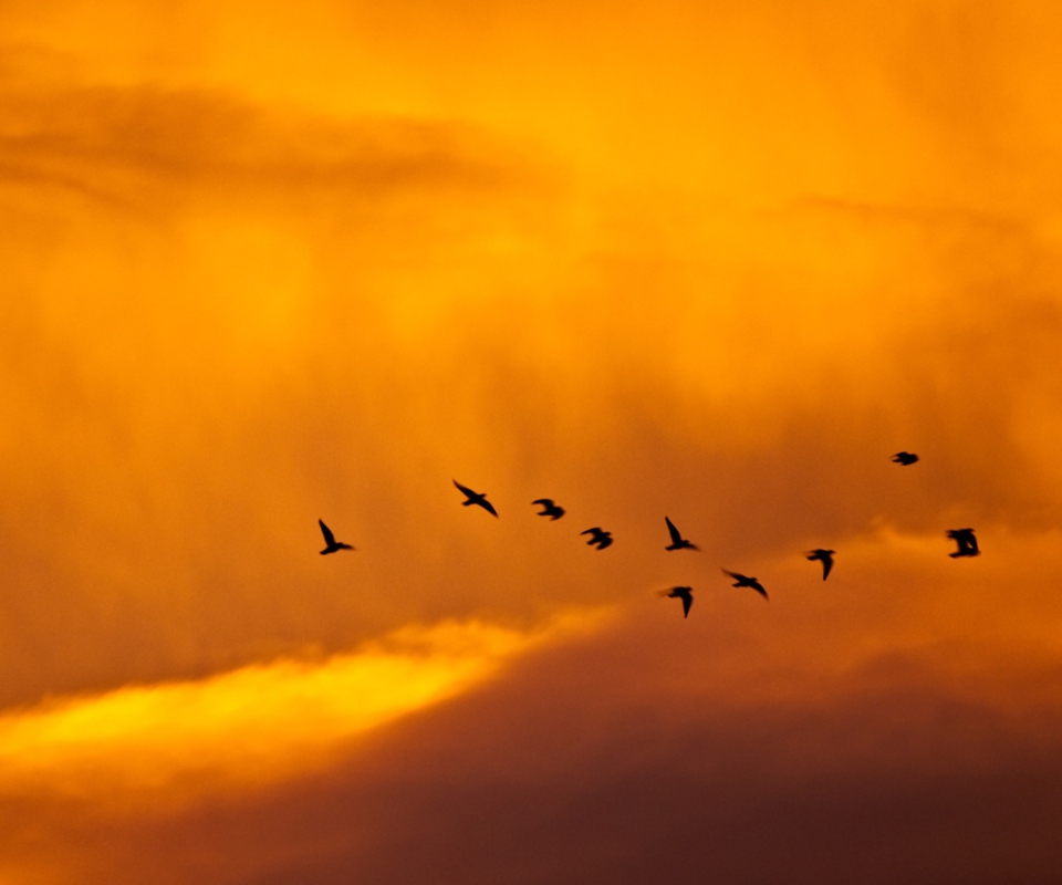 Das Orange Sky And Birds Wallpaper 960x800