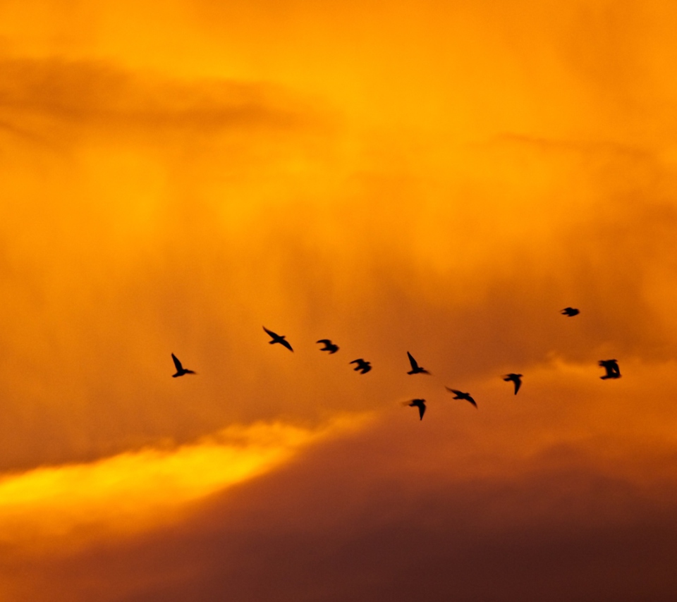 Screenshot №1 pro téma Orange Sky And Birds 960x854