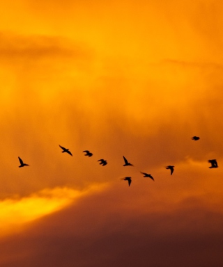Orange Sky And Birds papel de parede para celular para iPhone 4
