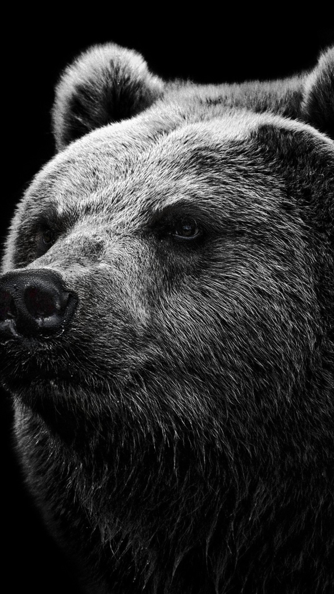 Big Bear wallpaper 1080x1920