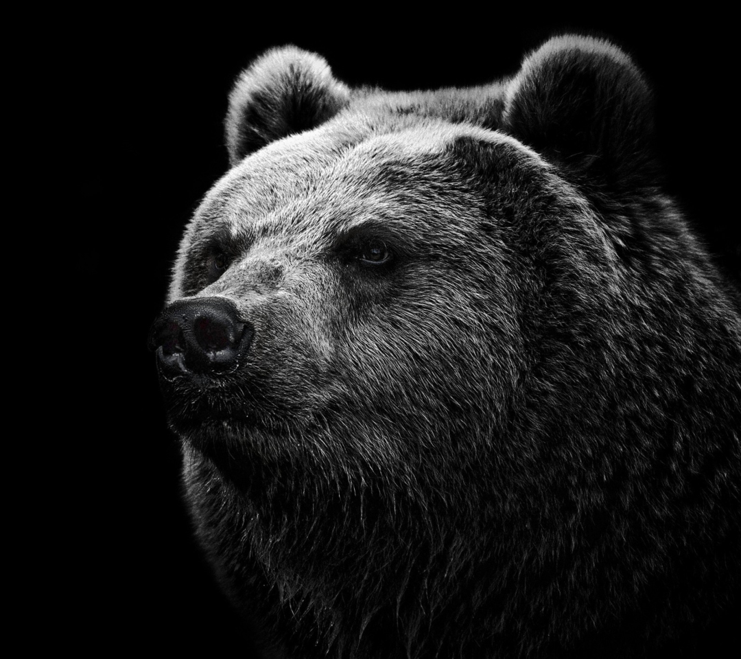 Big Bear wallpaper 1080x960