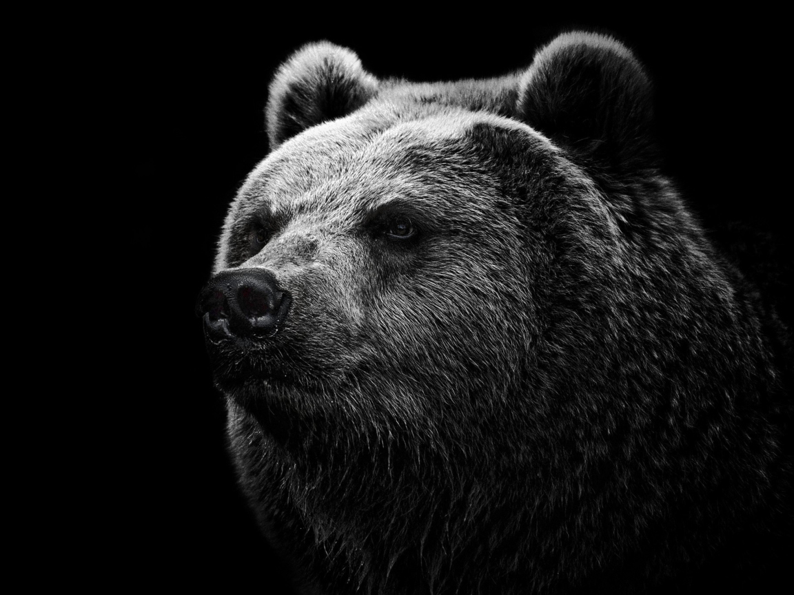 Sfondi Big Bear 1152x864