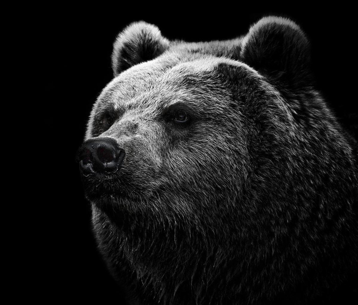 Sfondi Big Bear 1200x1024