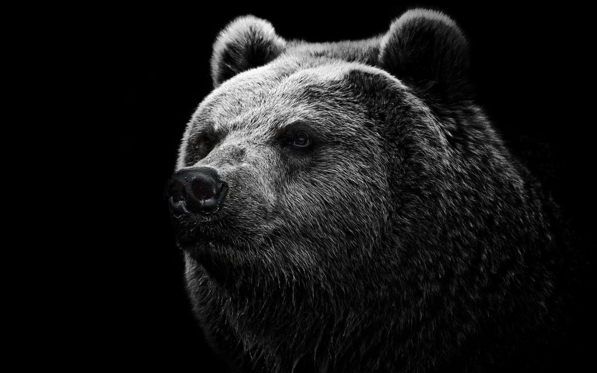 Big Bear wallpaper 1920x1200