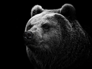 Sfondi Big Bear 320x240