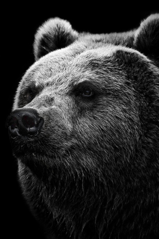 Fondo de pantalla Big Bear 320x480