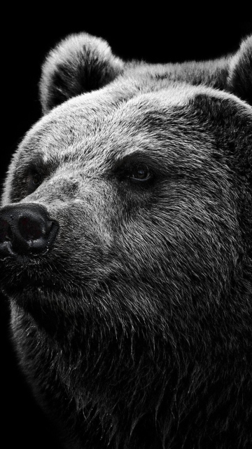 Обои Big Bear 360x640