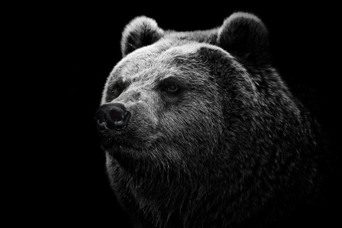 Das Big Bear Wallpaper 480x320