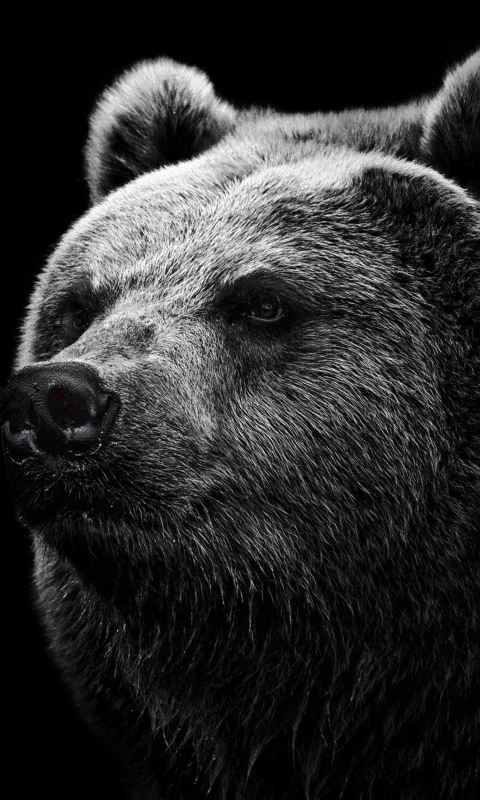 Fondo de pantalla Big Bear 480x800
