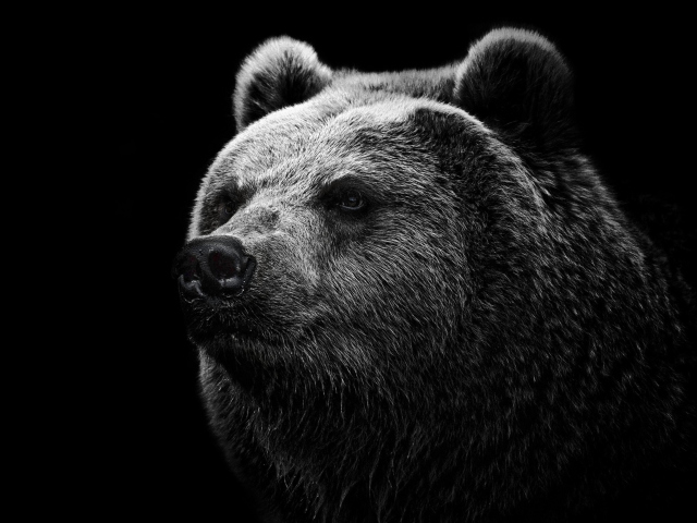 Big Bear wallpaper 640x480