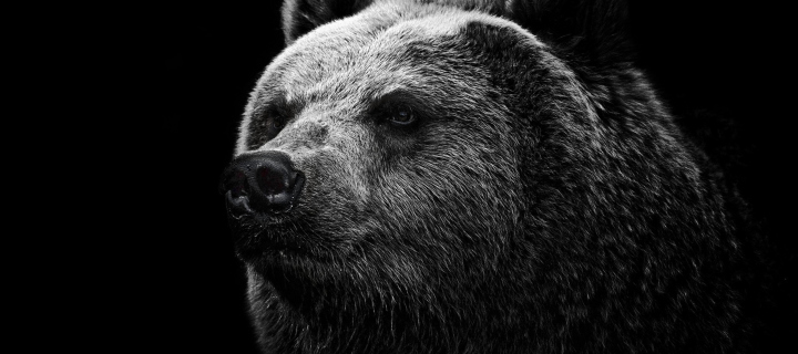 Big Bear wallpaper 720x320