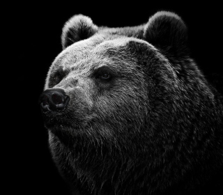 Big Bear - Obrázkek zdarma pro iPad 3