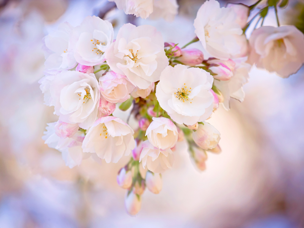 Fondo de pantalla Cherry Blossom Branch 1024x768