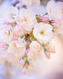 Sfondi Cherry Blossom Branch 128x160