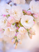 Fondo de pantalla Cherry Blossom Branch 132x176