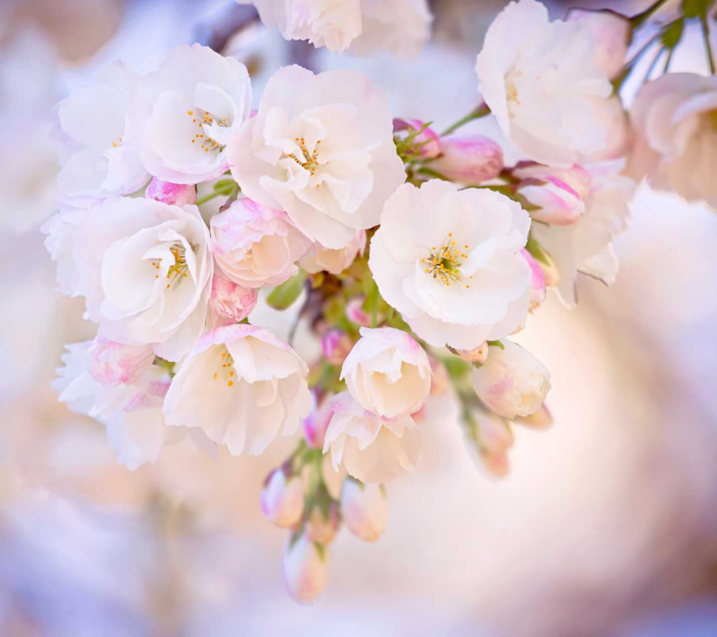 Cherry Blossom Branch wallpaper 1440x1280