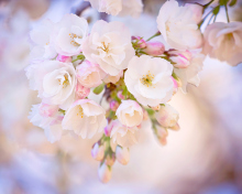 Cherry Blossom Branch screenshot #1 220x176