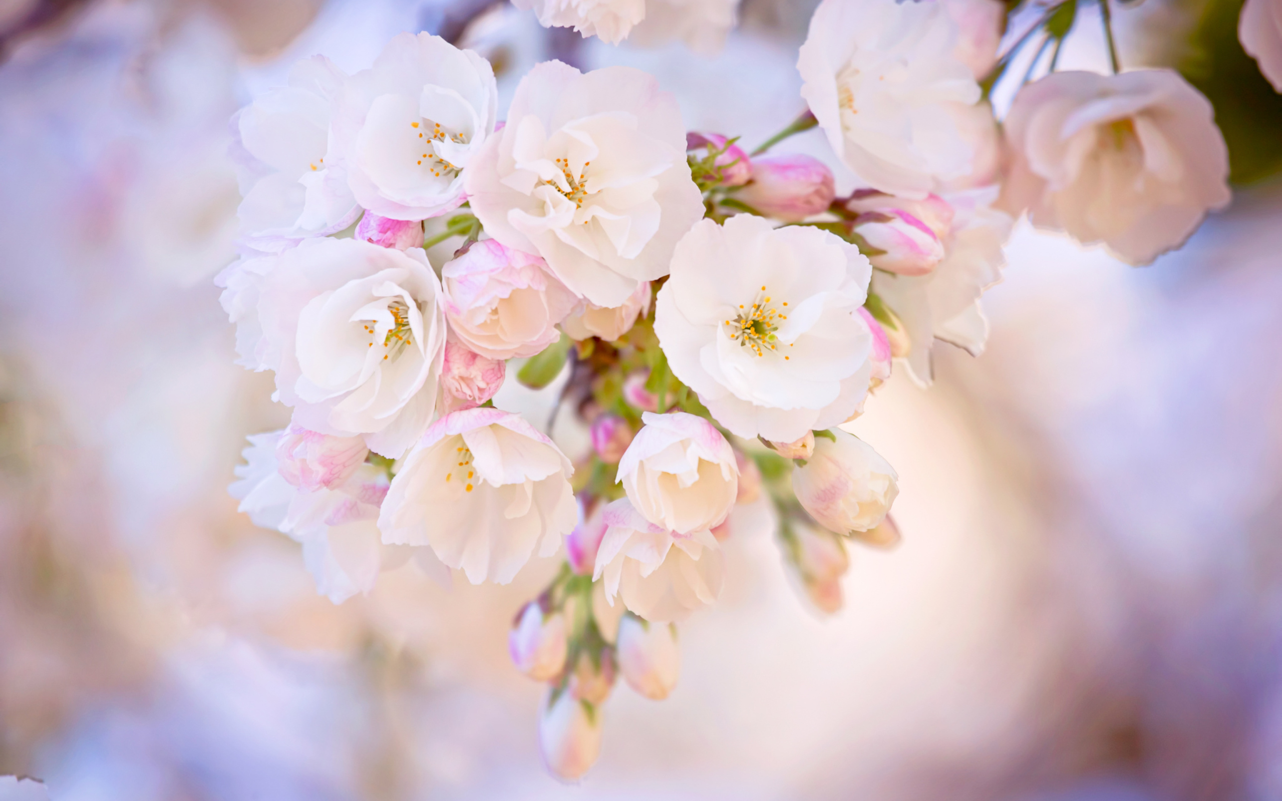 Das Cherry Blossom Branch Wallpaper 2560x1600