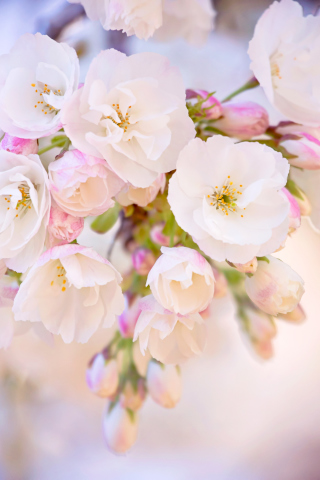 Fondo de pantalla Cherry Blossom Branch 320x480