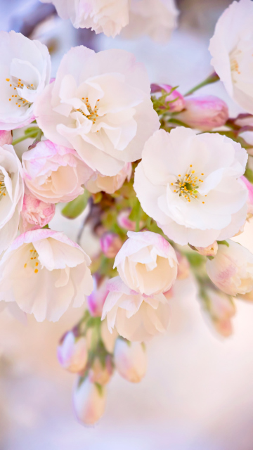Sfondi Cherry Blossom Branch 360x640