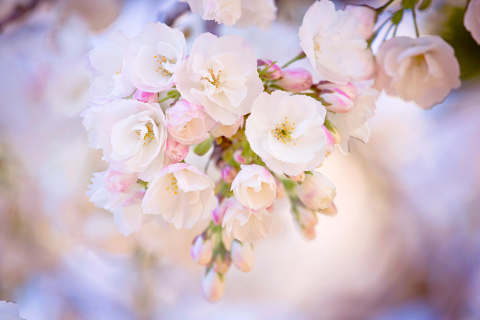 Fondo de pantalla Cherry Blossom Branch 480x320